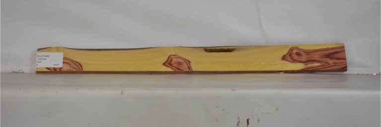 TULP1469_1